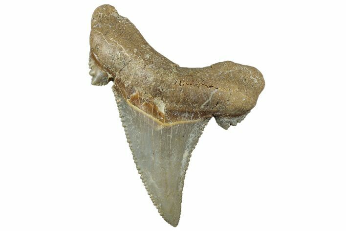 Serrated Sokolovi (Auriculatus) Shark Tooth - Dakhla, Morocco #312631